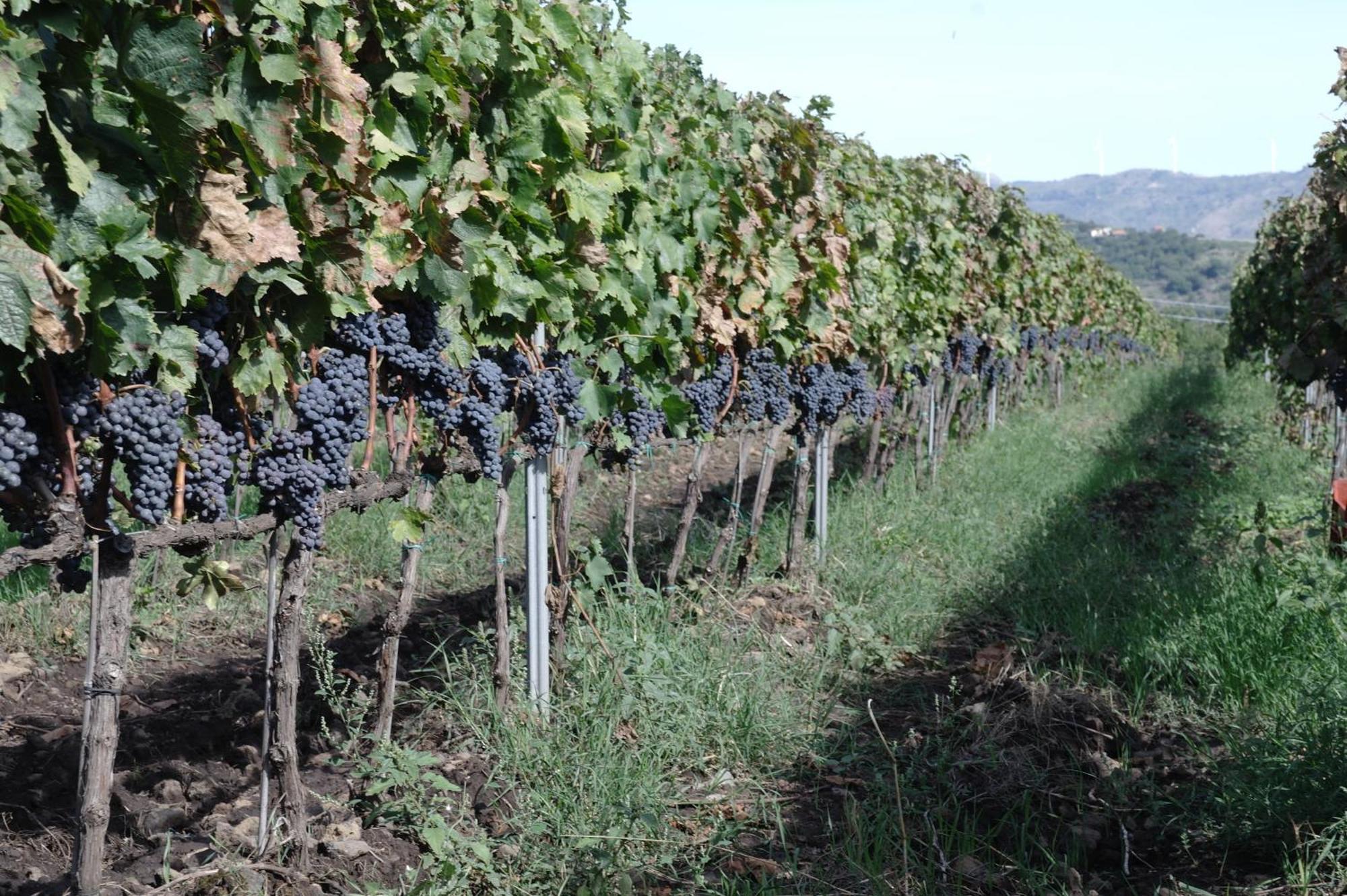 Feudo Vagliasindi -Wine Experience- Guest House Randazzo Bagian luar foto