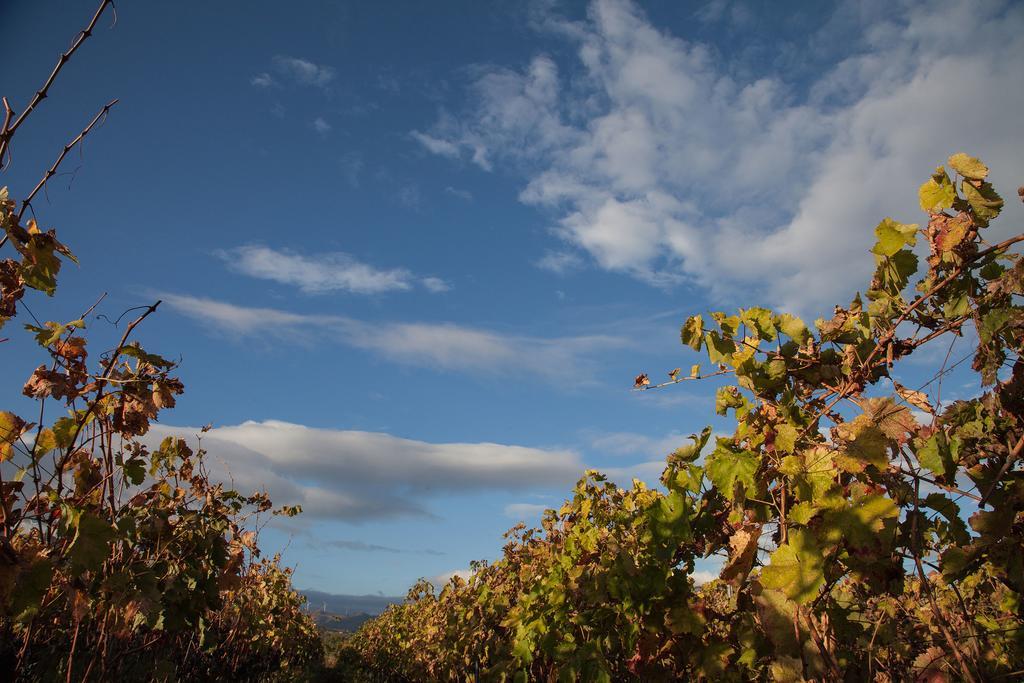 Feudo Vagliasindi -Wine Experience- Guest House Randazzo Bagian luar foto