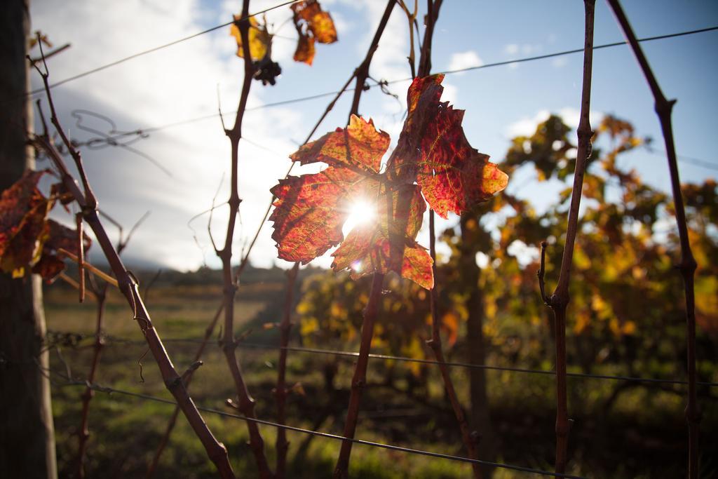 Feudo Vagliasindi -Wine Experience- Guest House Randazzo Bagian luar foto