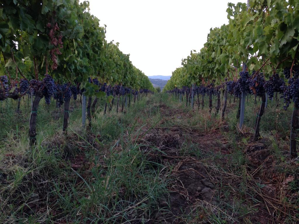 Feudo Vagliasindi -Wine Experience- Guest House Randazzo Bagian luar foto