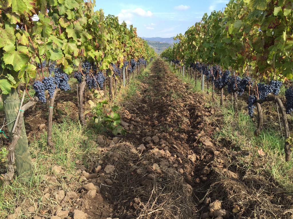 Feudo Vagliasindi -Wine Experience- Guest House Randazzo Bagian luar foto